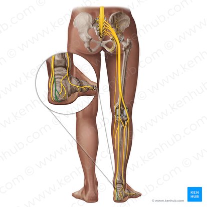 Medial calcaneal branches of tibial nerve (Rami calcanei mediales nervi tibialis); Image: Irina Münstermann