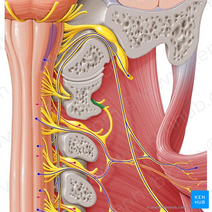 Spinal nerve C1 (Nervus spinalis C1); Image: Paul Kim