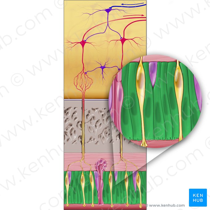 Epitheliocytus sustenans (Stützzelle); Bild: Paul Kim