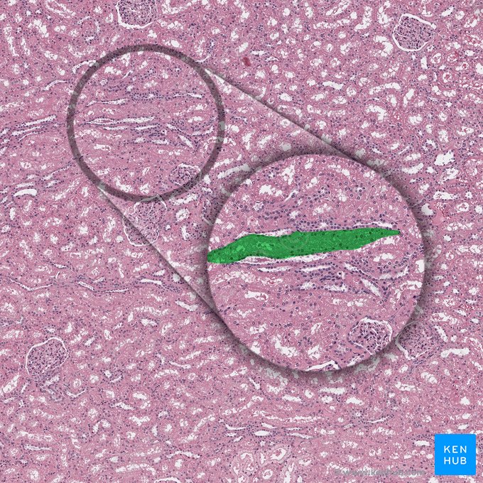 Proximal straight tubule (Pars recta tubuli proximalis); Image: 