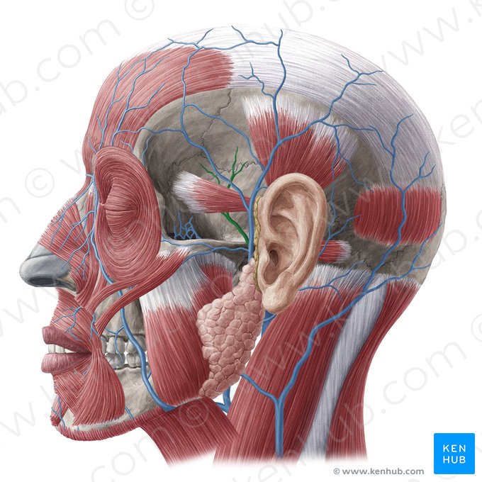 Vena temporalis media (Mittlere Schläfenvene); Bild: Yousun Koh