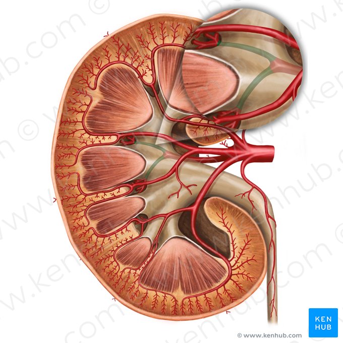 Artéria segmentar posterior do rim (Arteria segmenti posterioris renis); Imagem: Irina Münstermann