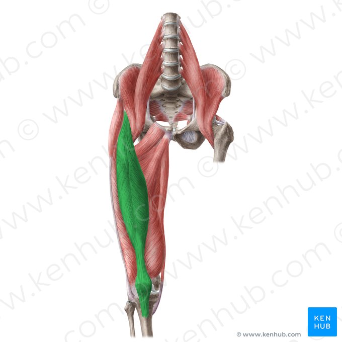 Músculo reto femoral (Musculus rectus femoris); Imagem: Liene Znotina