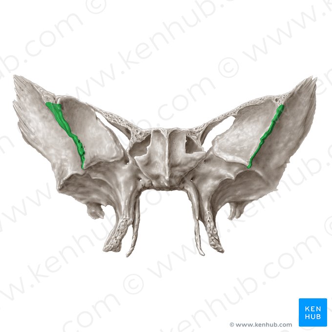 Margo zygomaticus alae majoris ossis sphenoidalis (Jochbeinrand des großen Keilbeinflügels); Bild: Samantha Zimmerman