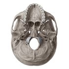 Inferior view of the base of the skull