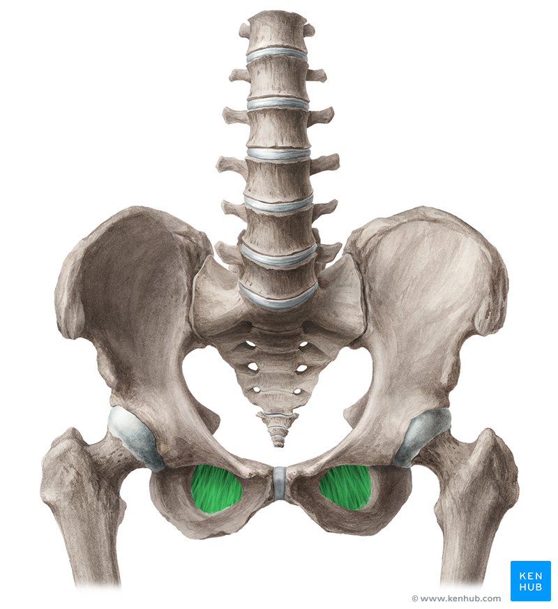 Obturatorius internus мышца