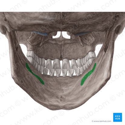 Linea mylohyoidea mandibulae (Linea mylohyoidea des Unterkieferknochens); Bild: Yousun Koh