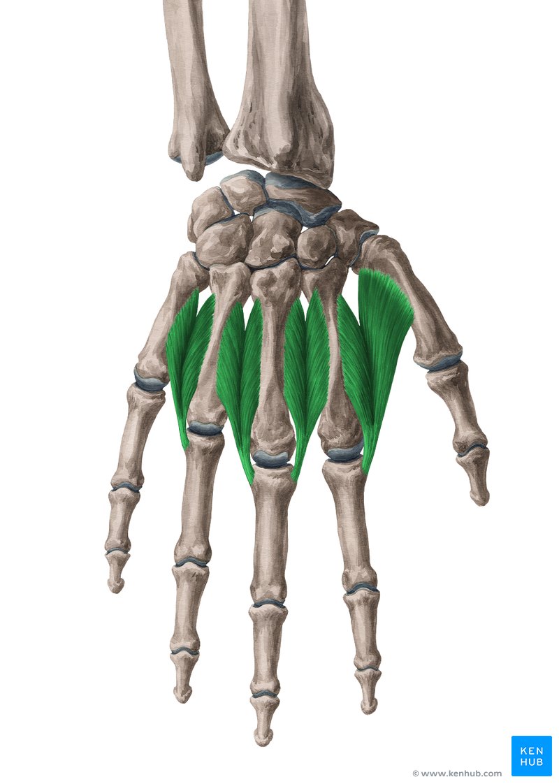 Músculos interósseos dorsais da mão (verde) - vista dorsal