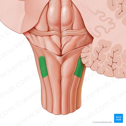 Tubérculo cuneiforme (Tuberculum cuneatum); Imagen: Paul Kim