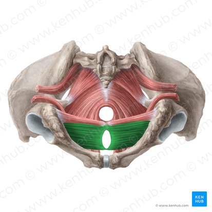 Musculus transversus profundus perinei (femininus) (Tiefer querer Dammmuskel der Frau); Bild: Liene Znotina