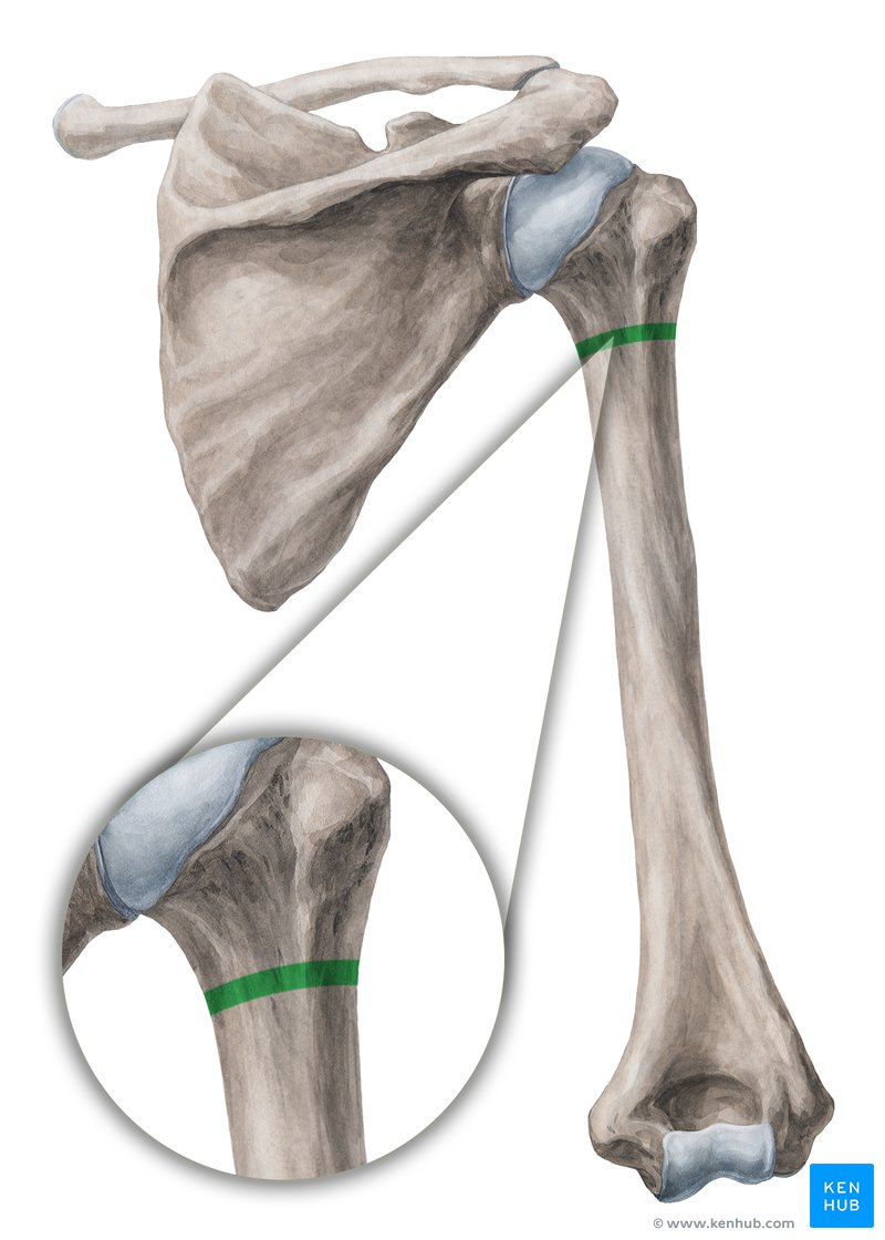 Surgical neck of humerus Anatomy and clinical importance Kenhub
