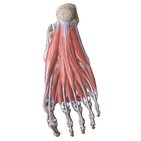 Muscles of the foot