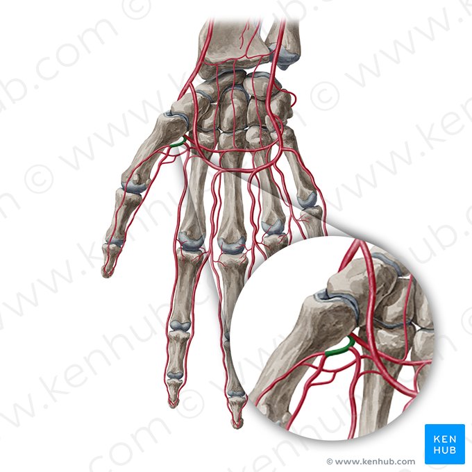 Artéria principal do polegar (Arteria princeps pollicis); Imagem: Yousun Koh