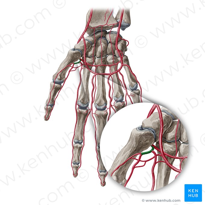 Arteria principal del pulgar (Arteria princeps pollicis); Imagen: Yousun Koh