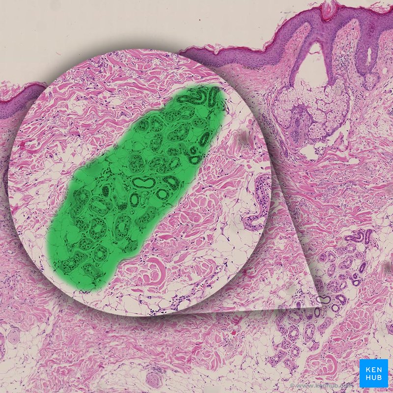 Eccrine sweat gland - histological slide