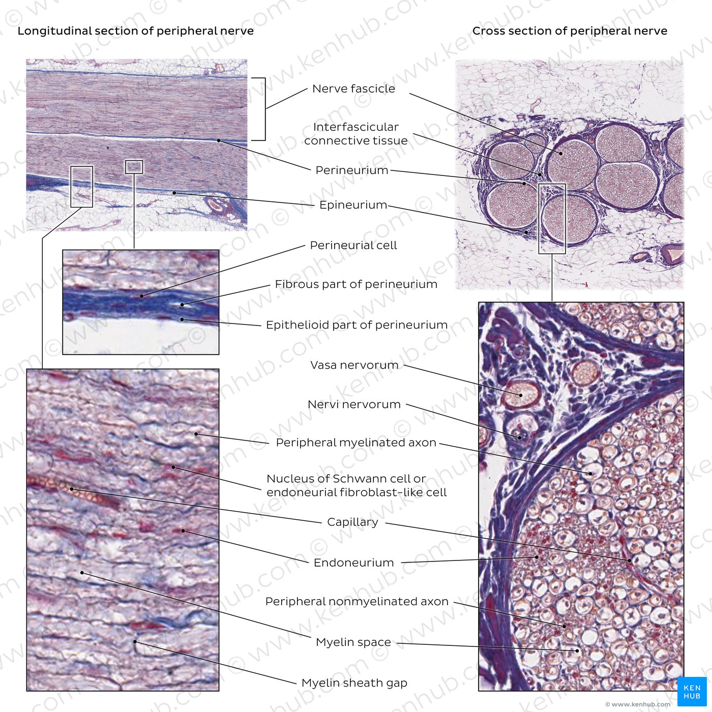 Peripheral nerve histology