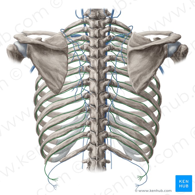 Posterior intercostal vein (Vena intercostalis posterior); Image: Yousun Koh