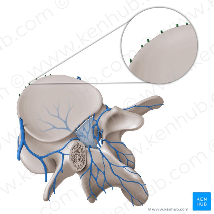 Anterior external vertebral venous plexus (Plexus venosus vertebralis externus anterior); Image: Paul Kim