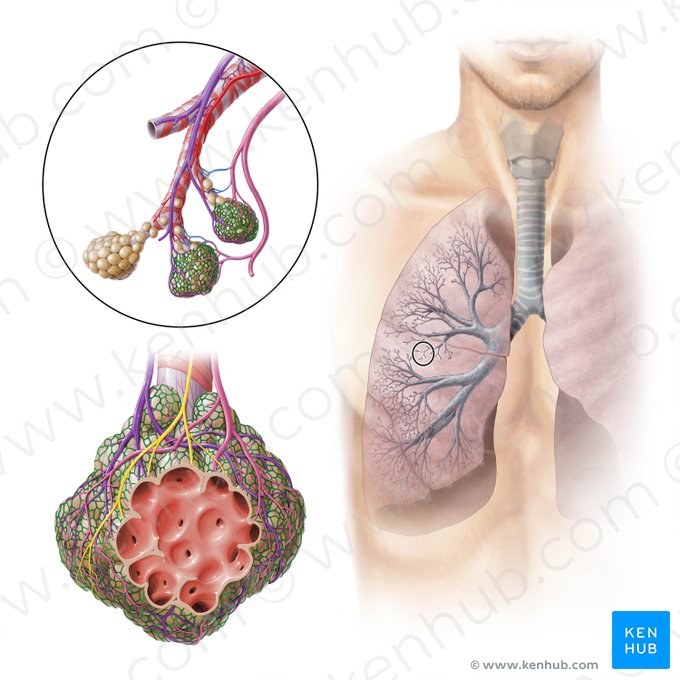 Vas capillare pulmonalis (Lungenkapillare); Bild: Paul Kim