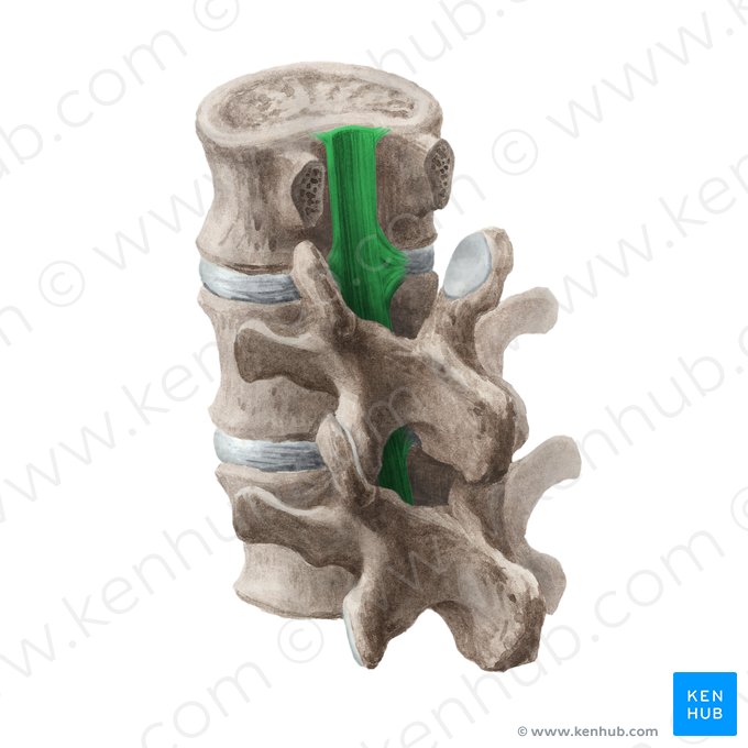 Posterior longitudinal ligament (Ligamentum longitudinale posterius); Image: Liene Znotina