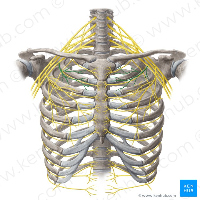Medial pectoral nerve (Nervus pectoralis medialis); Image: Yousun Koh