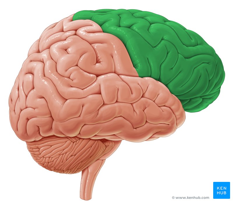 Frontal lobe - lateral-right view