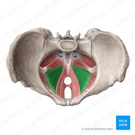 Músculo iliococcígeo (Musculus iliococcygeus); Imagen: Liene Znotina