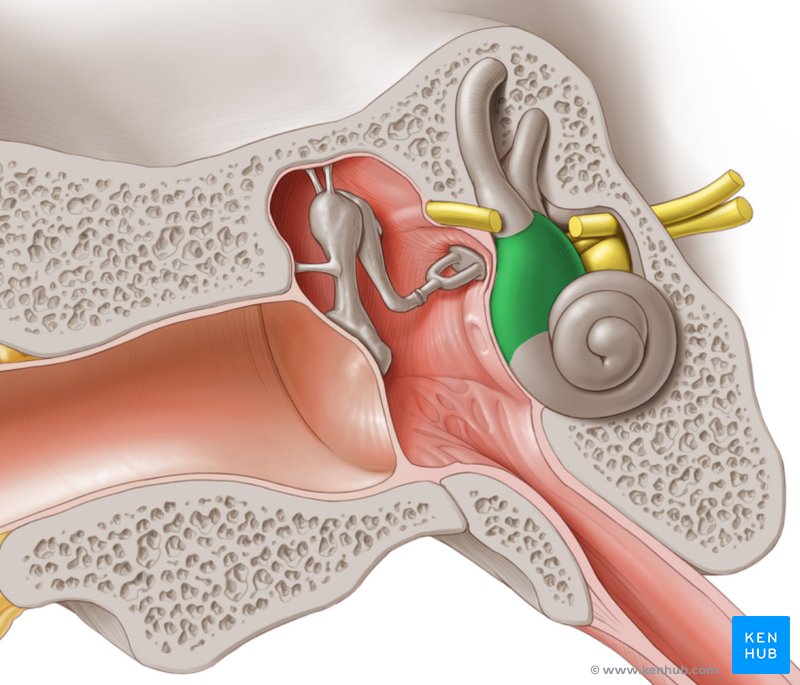 Vestibule of the ear - ventral view