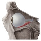 Inferior rectus muscle