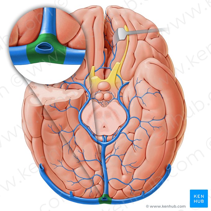 Confluent des sinus (Confluens sinuum); Image : Paul Kim