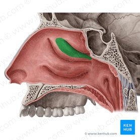 Lateral wall of the nasal cavity: Anatomy and diagrams | Kenhub