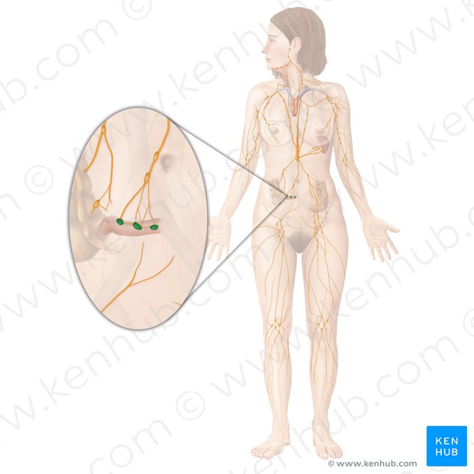 Placas de Peyer (Noduli lymphoidei aggregati ilei); Imagem: Begoña Rodriguez