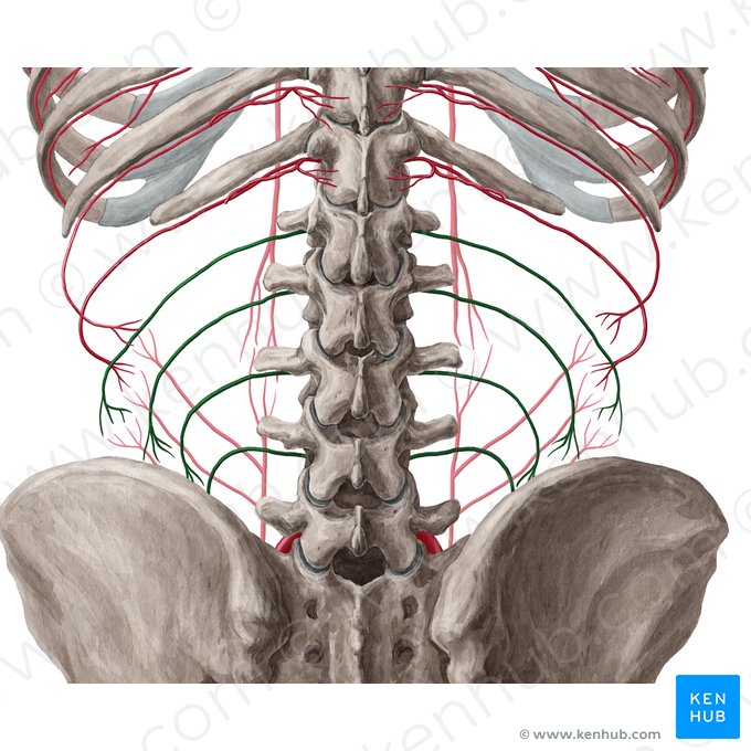 Artérias lombares (Arteriae lumbales); Imagem: Yousun Koh