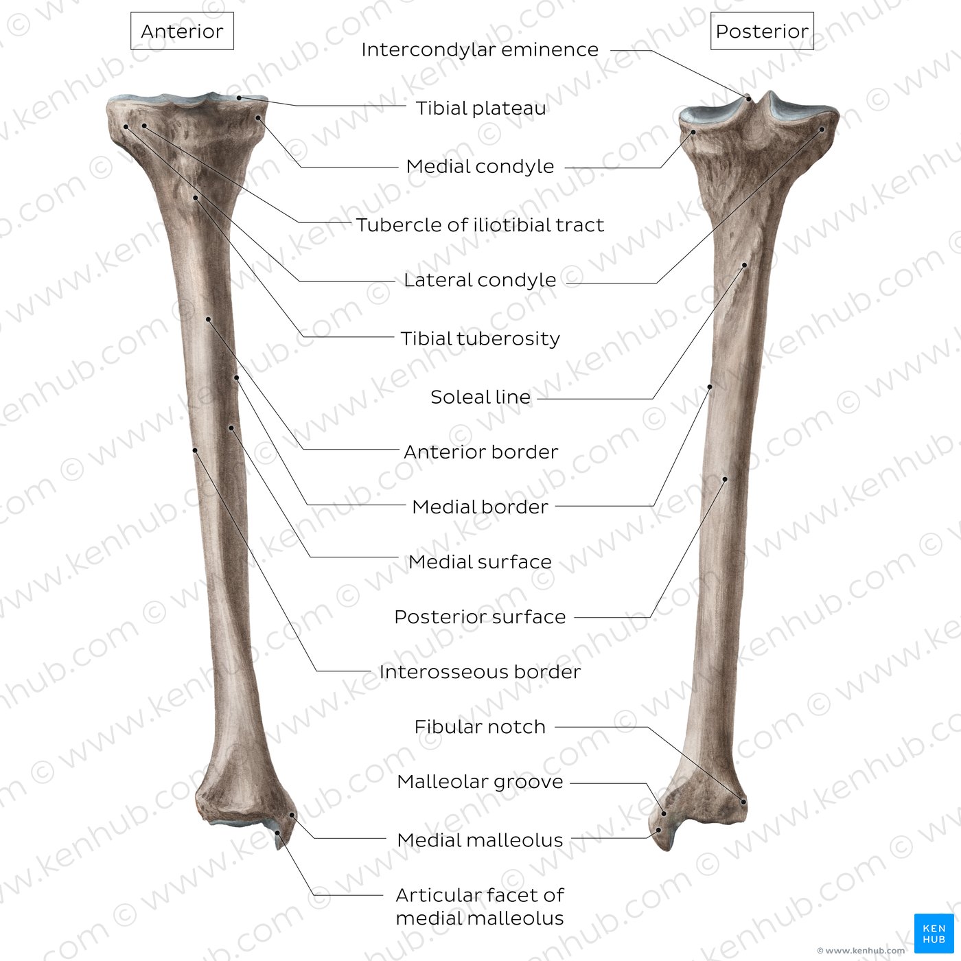 Parts, surfaces and landmarks of the tibia
