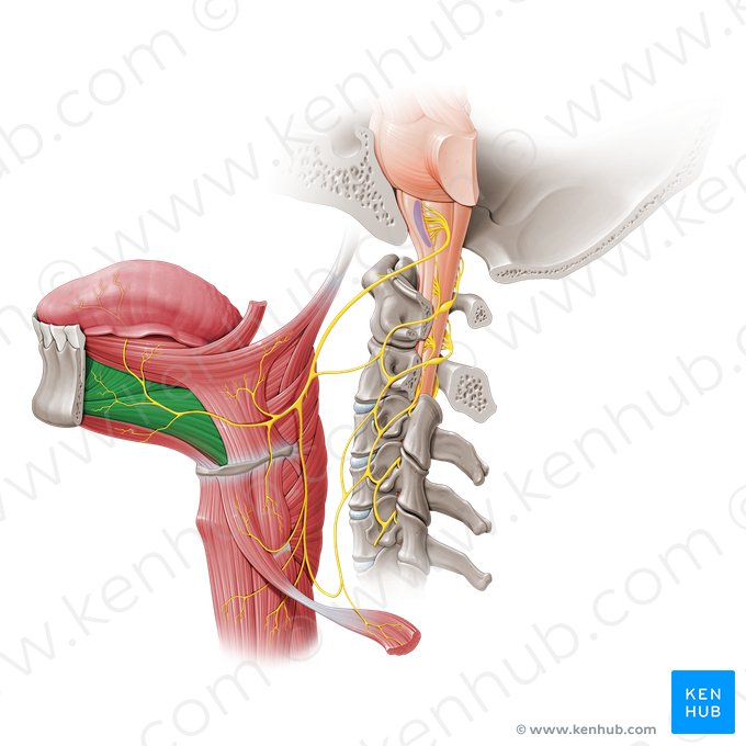 Músculo genioglosso (Musculus genioglossus); Imagem: Paul Kim