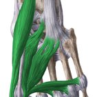 Medial plantar muscles of the foot