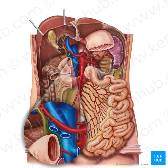 Arteria gastroduodenal (Arteria gastroduodenalis); Imagen: Irina Münstermann