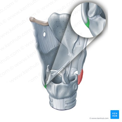 Capsule of cricothyroid joint (Capsula articularis cricothyroidea); Image: Paul Kim