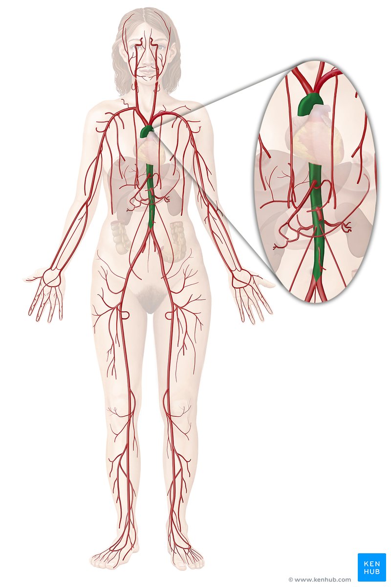 aorta de la arteria ovárica