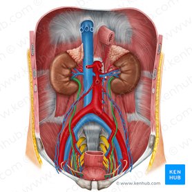 Urinary system: Organs, anatomy and clinical notes | Kenhub