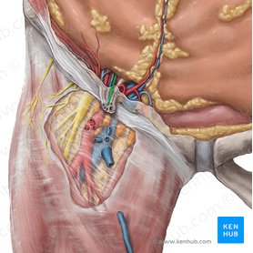 Ramo genital del nervio genitofemoral (Ramus genitalis nervi genitofemoralis); Imagen: Hannah Ely