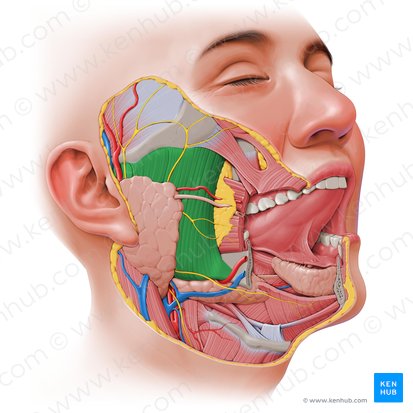 Muscle masséter (Musculus masseter); Image : Paul Kim