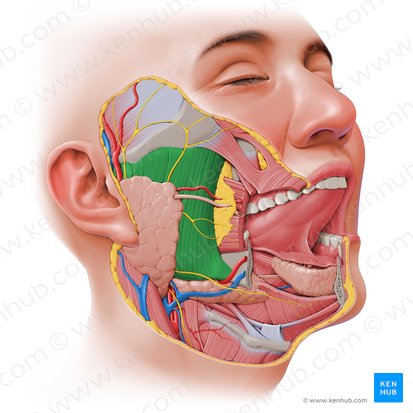 Masseter muscle (Musculus masseter); Image: Paul Kim