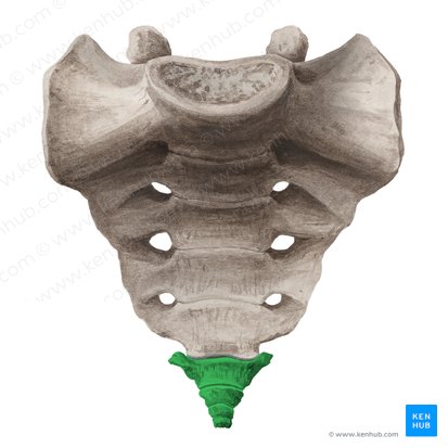 Cóccix (Os coccygis); Imagem: Liene Znotina
