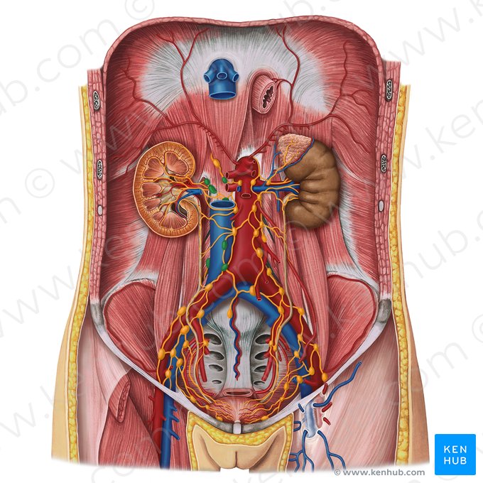 Right lumbar lymph nodes (Nodi lymphoidei lumbales dextri); Image: Esther Gollan