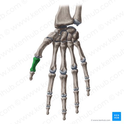 Phalanx proximalis pollicis (Grundglied des Daumens); Bild: Yousun Koh