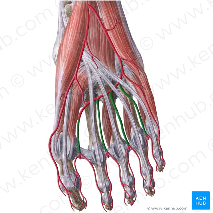 Plantar metatarsal arteries (Arteriae metatarseae plantares); Image: Liene Znotina