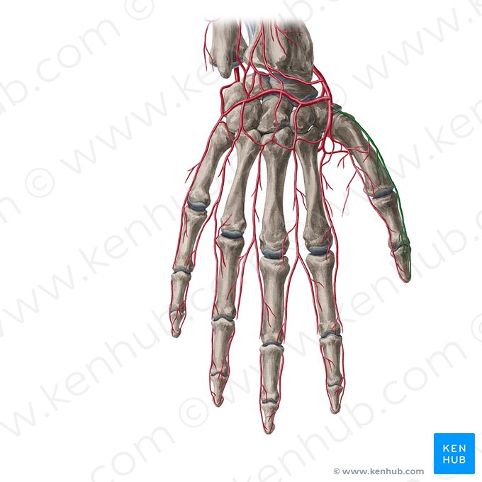 Artéria digital dorsal radial do polegar (Arteria digitalis radialis dorsalis pollicis); Imagem: Yousun Koh