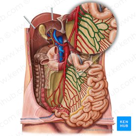 Jejunal arteries (Arteriae jejunales); Image: Irina Münstermann