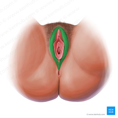 Labio mayor de la vulva (Labium majus vulvae); Imagen: Paul Kim
